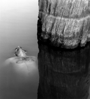 Tono Stano